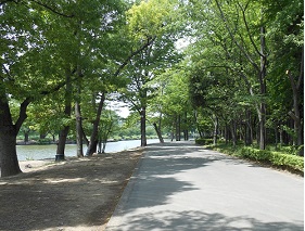 上尾丸山公園(埼玉) 全国猫スポット.com