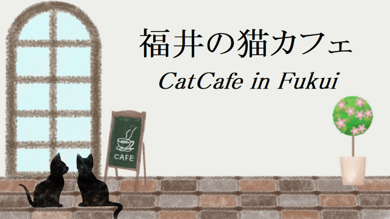 福井の猫カフェ