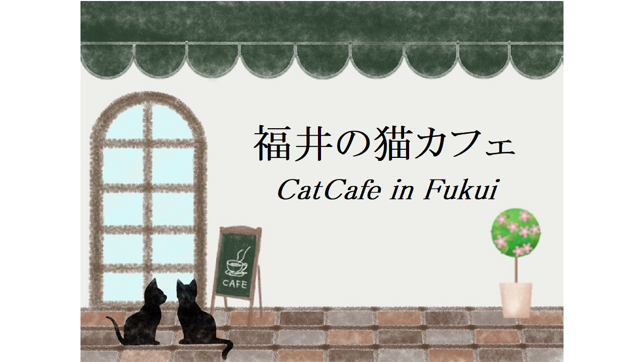 福井の猫カフェ