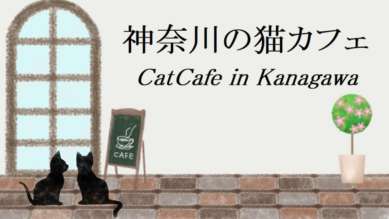 神奈川の猫カフェ