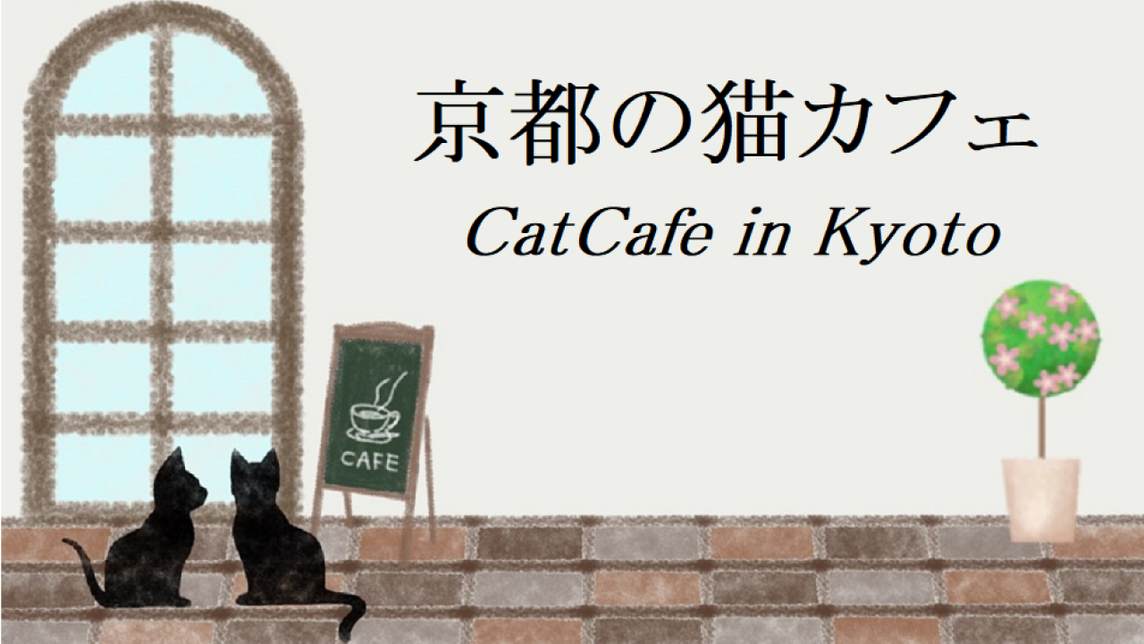京都の猫カフェ