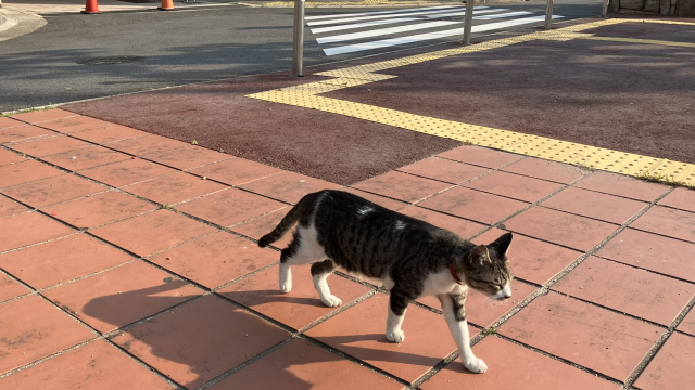 商店街を散歩する猫