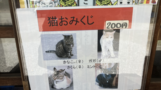 猫おみくじ