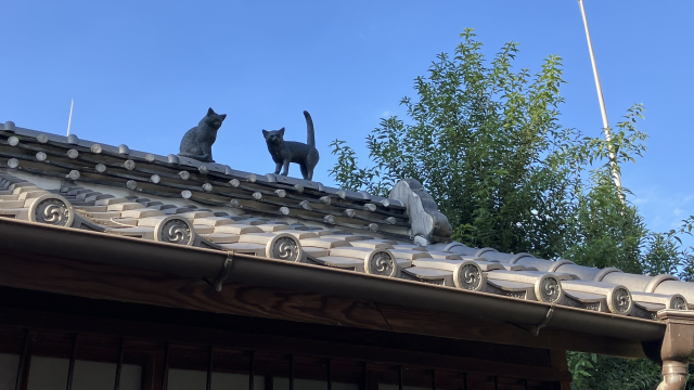 萩原朔太郎記念館　屋根の上の猫