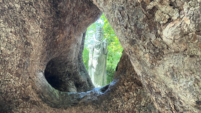 笠森寺御神木「子授け楠」